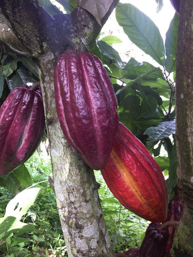 Chocolate Orgánico. X Libra. - Kg A - kg a $17000