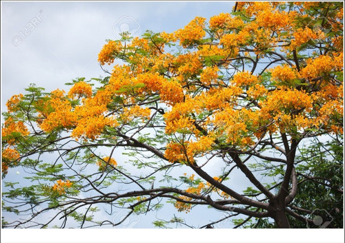 Kit 300 Sementes De Ipê + Jacarandá + Flamboyant P/ Mudas