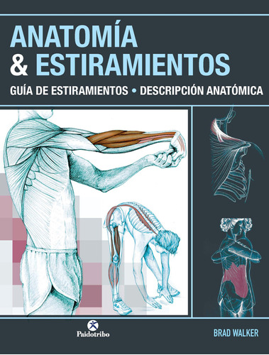 Anatomía & Estiramientos. Guía De Estiramientos. Descripción