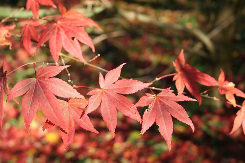 Imagen 4 de 8 de Arbol Acer Arce Japonés, Arce Enano 20lts