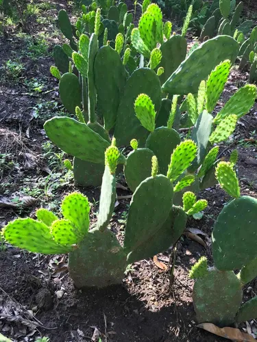 25 Pencas Semilla De Nopal Verdura Variedad Blanco | Meses sin interés