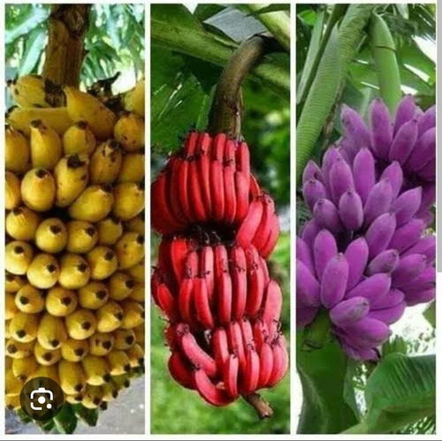 Bulbo Platano Exótico Morado,rojo ,amarillo 4 Bulbos