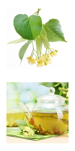 Tilia - Árvore - Chá - Bonsai - Sementes Para Mudas