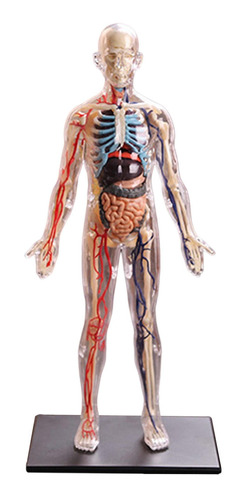 Cuerpo Humano Interactivo De Anatomía Completa Modelo De