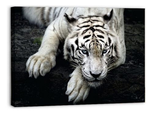 Cuadro Decorativo Canvas Tigre Blanco 120x80