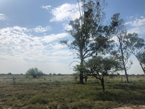 Campo En Santiago Del Estero Apto Para Explotación Ganadera (2200 Ha)