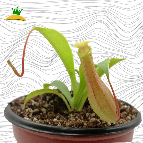Imagen 1 de 3 de Planta Carnivora Nepenthes Ventrata