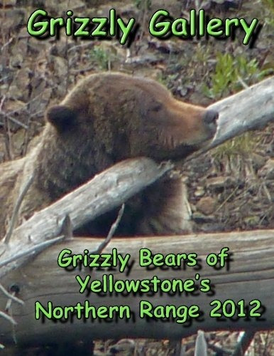 Grizzly Gallery Grizzly Bears Of Yellowstones Northern Range