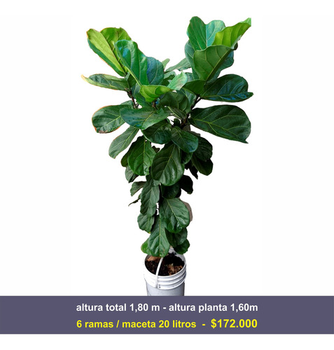 Ficus Pandurata - Lyrata - Grandes Y Ramificados