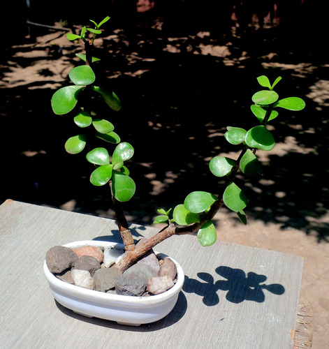 Mini Maceta Bonsai Suculenta Portucalaria
