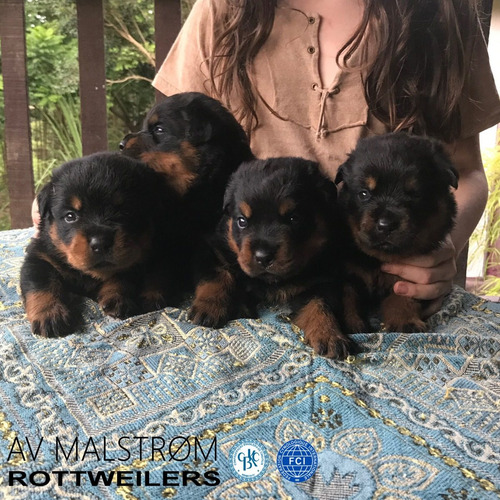 Filhotes De Rottweiler, Pai Importado Da Europa, Alto Padrão