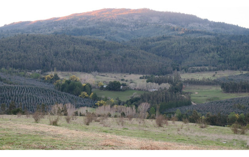 Venta De Predio Forestal En Purén, Araucanía Id 64.039-cam