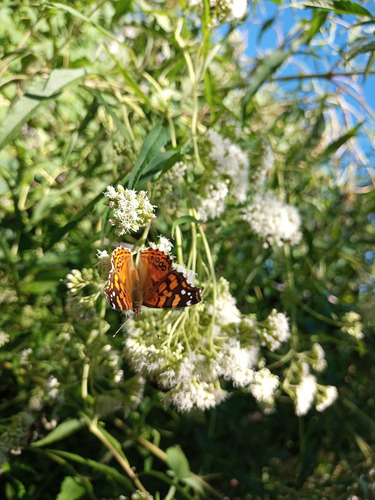 Austroepatorium Chilca De Olor Mariposera Doctorcito (x3)