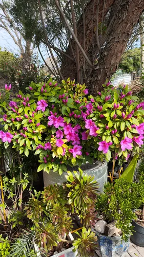 Azalea Fucsia !!! Una Floración Que Enamora!!!