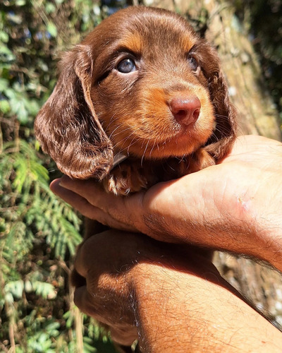 Dachshund Miniatura Pelo Longo (teckel)