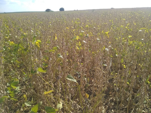 Imagem 6 de 30 de Fazenda 632 Alqueires, Dupla Apetidão, 74% De Aproveitamento, 427 Alqueires Em Lavoura, 40 Alqueires Em Pecuária, Topografia Plana, Casa Sede - Fa00031 - 69832504