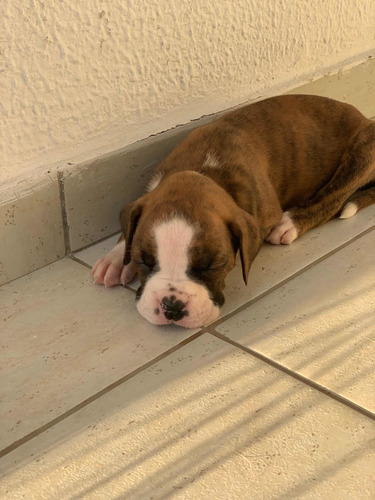Imagem 5 de 5 de Filhotes De Boxer