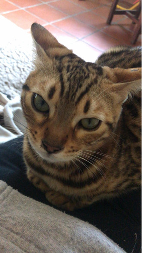 Gato Bengala/bengalí No Persa No Siamés Ni Exótico