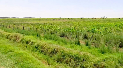 Imagen 3 de 3 de Campo En Venta - Trenque Lauquen