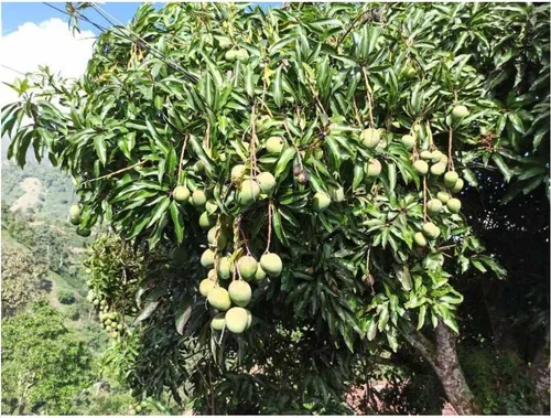 Vendo Finca De 18 Cuadras Para Ganado Y Cerdos A 15 Minutos D Fredonia