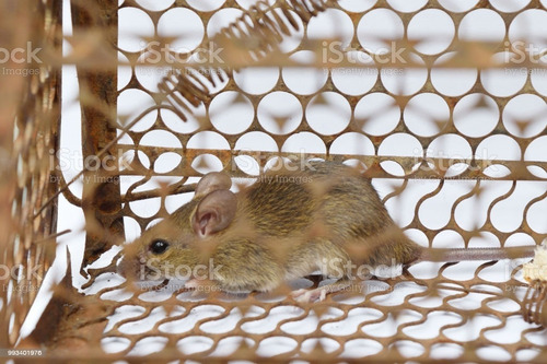 Imagem 4 de 5 de Ratoeira Armadilha Pega Rato Gaiola Grande Com Mola