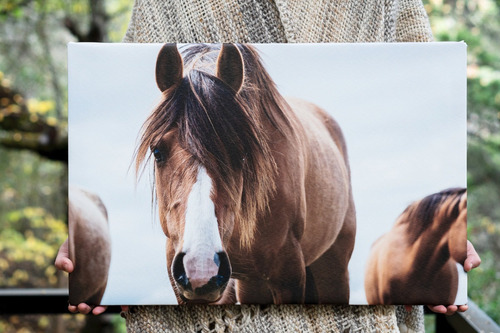 Cuadro Canvas Lienzo Decorativo Fotografía Caballo Patagonia