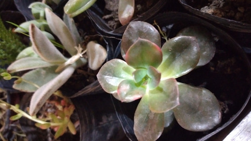 Cactus Y Suculentas