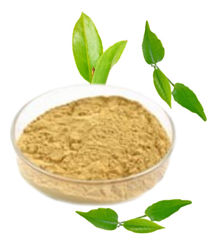 Té Verde Extracto Atomizado Polvo 1 Kg