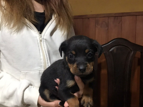 Cachorros Rottweiler 