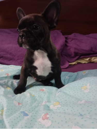 Bulldog Francés Macho 56 Días Con La Primera Vacuna 