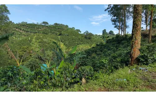 Vendo Finca Cafetera 47 Cuadras Por El Trebol Chinchina
