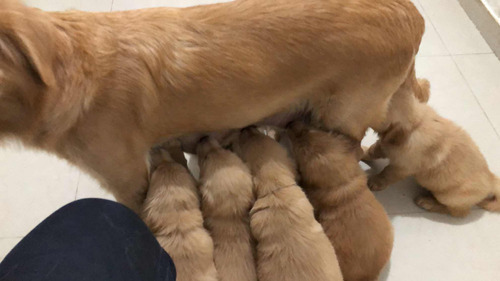 Vendo Cachorros Golden Retriever Puros