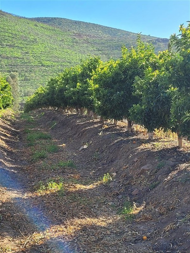 Imagen 10 de 15 de Agrícola En Venta En Monte Patria