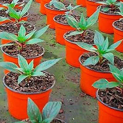 Imagen 2 de 3 de Maceta Liviana Bicolor 1350cc 14 Cultivo Huerta X 50 Unidad