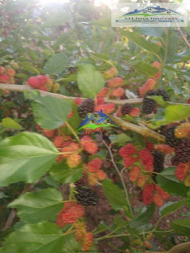 Imagem 14 de 15 de Sitio Em Bragança Paulista - 479