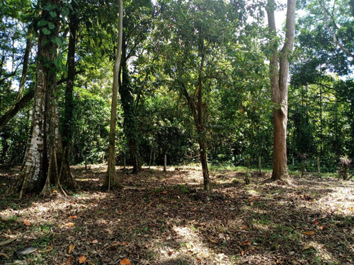 Imagen 3 de 18 de Quintas De 5000 M2 En Sarapiquí Con Y Sin Construcción Desde 25 Millones De Colones
