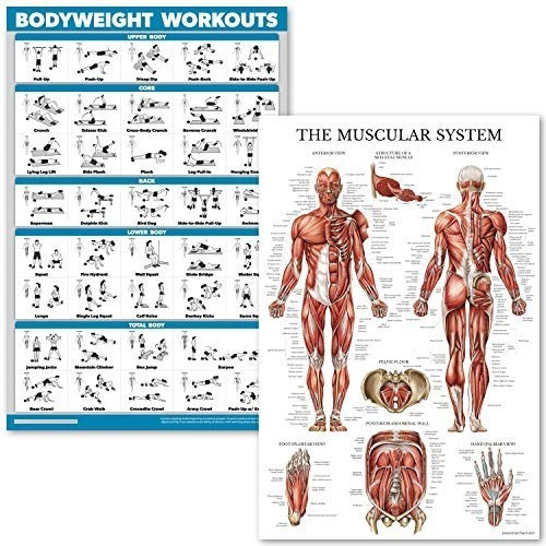 Juego De Poster De Anatomia Con Sistema Muscular Y Ejercicio