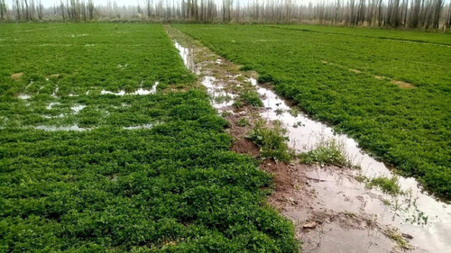Imagen 2 de 14 de Chacra De 25 Hectáreas En 25 De Mayo - La Pampa