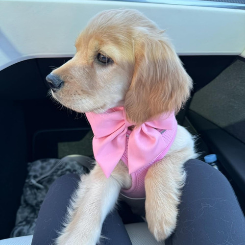 Coleira Para Cães M Maca Bates Maca Bates Com Gravata Borbol