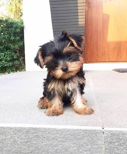  Yorkshire Terrier Bellos Ejemplares 