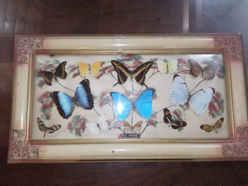 Mariposas Disecadas. Morphos, Ornithoptera, Metamorpha.