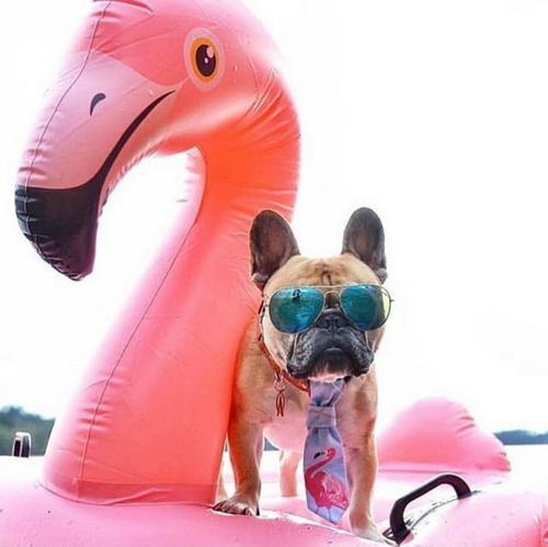 Set 2 Flotador Flamingo Rosa Inflable + 2 Portabebidas