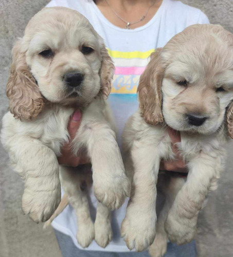 Cachorros Cocker Spaniel