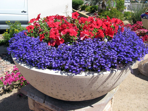 80 Sementes De Lobelia Anã Crystal Palace Para Vasos Cestas