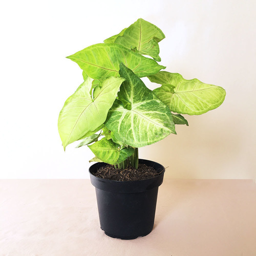 Planta De Syngonium Interior Decoracion Vintage M12