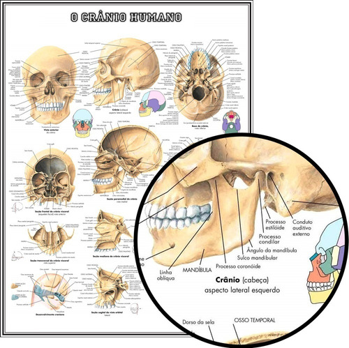 Poster Anatomia 65x100cm Crânio Humano - Medicina - Enfermagem - Fisioterapia - Decorar Sala Consultório Escola Faculdade - Plastificado