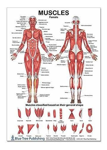 Los Músculos Mujer Poster 12 X 17 Pulgadas, Para La Aptitud 