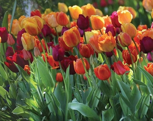 100 Semillas De Flor De Tulipán Surtido