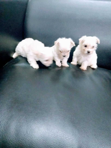 Malteses