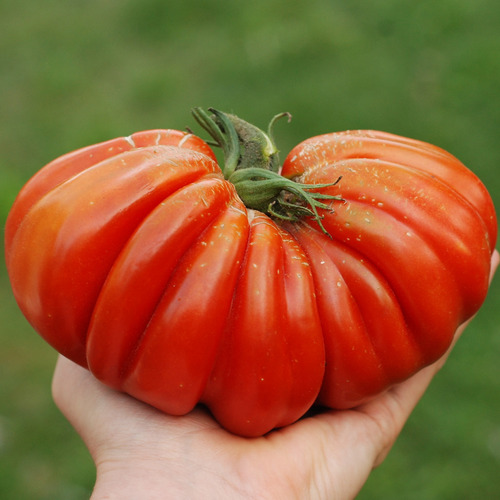 Semillas Tomate Canestrino! Reliquia Italiano De La Toscana